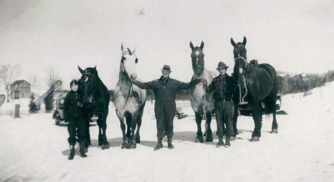 Horse dealer and horses in Harrisville
