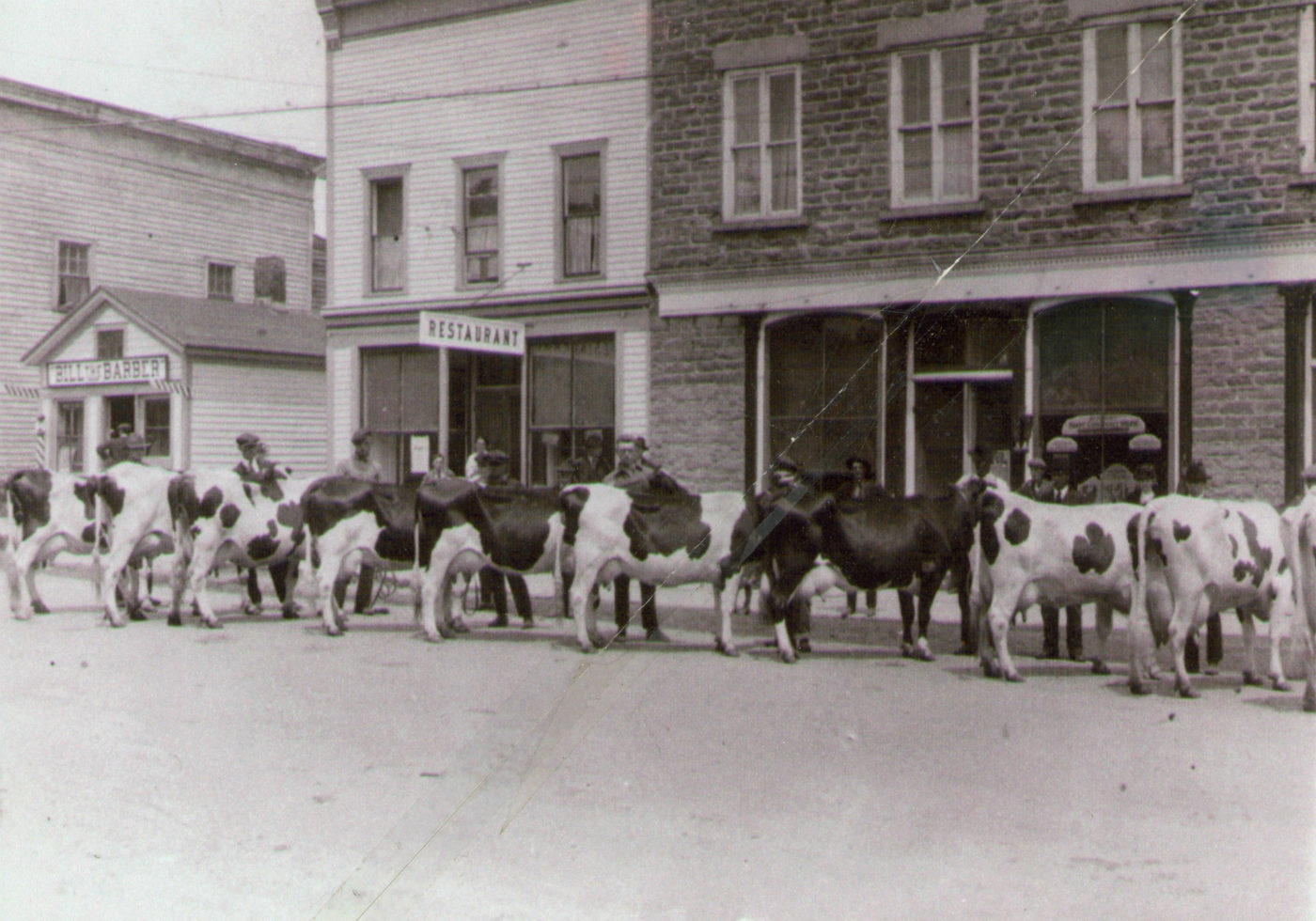 Black and White Dairy Cattle Show prize Holstein line up in Heuvelton
