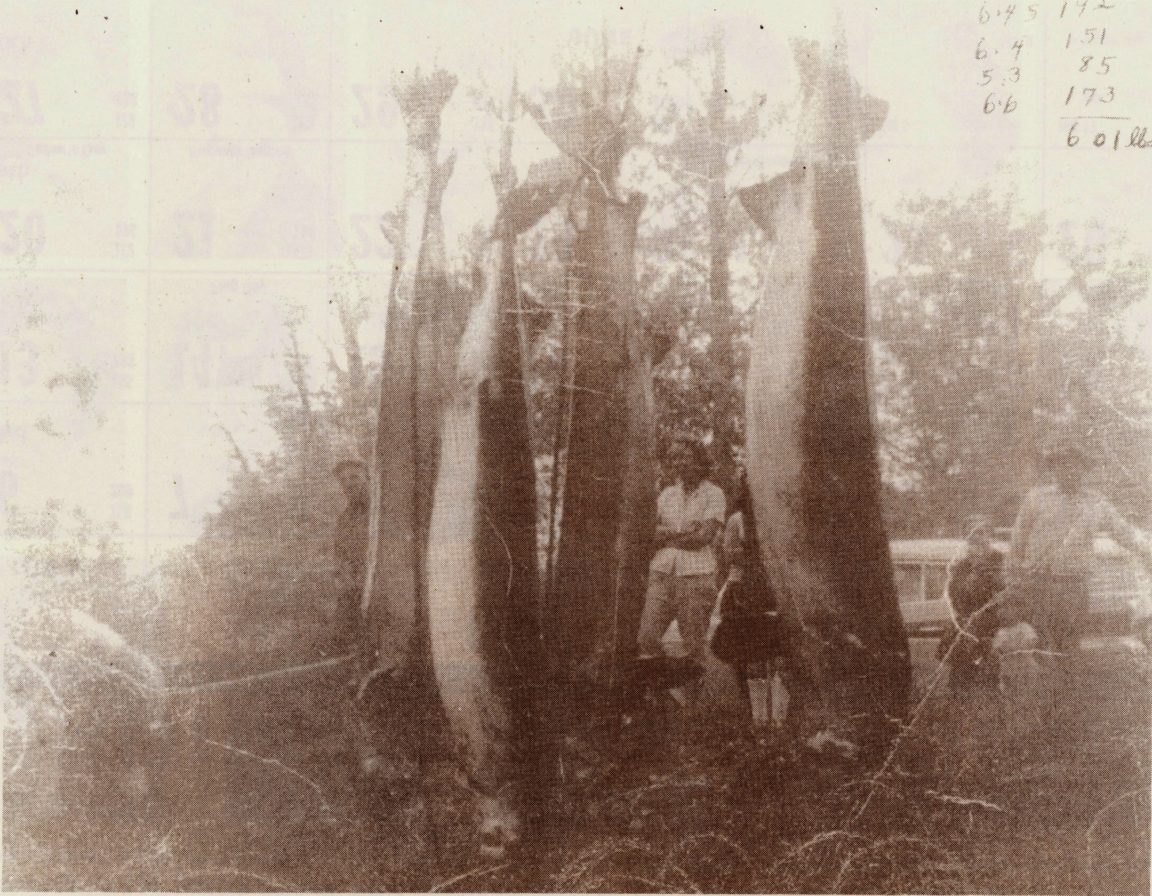 Sturgeon catch in Hammond