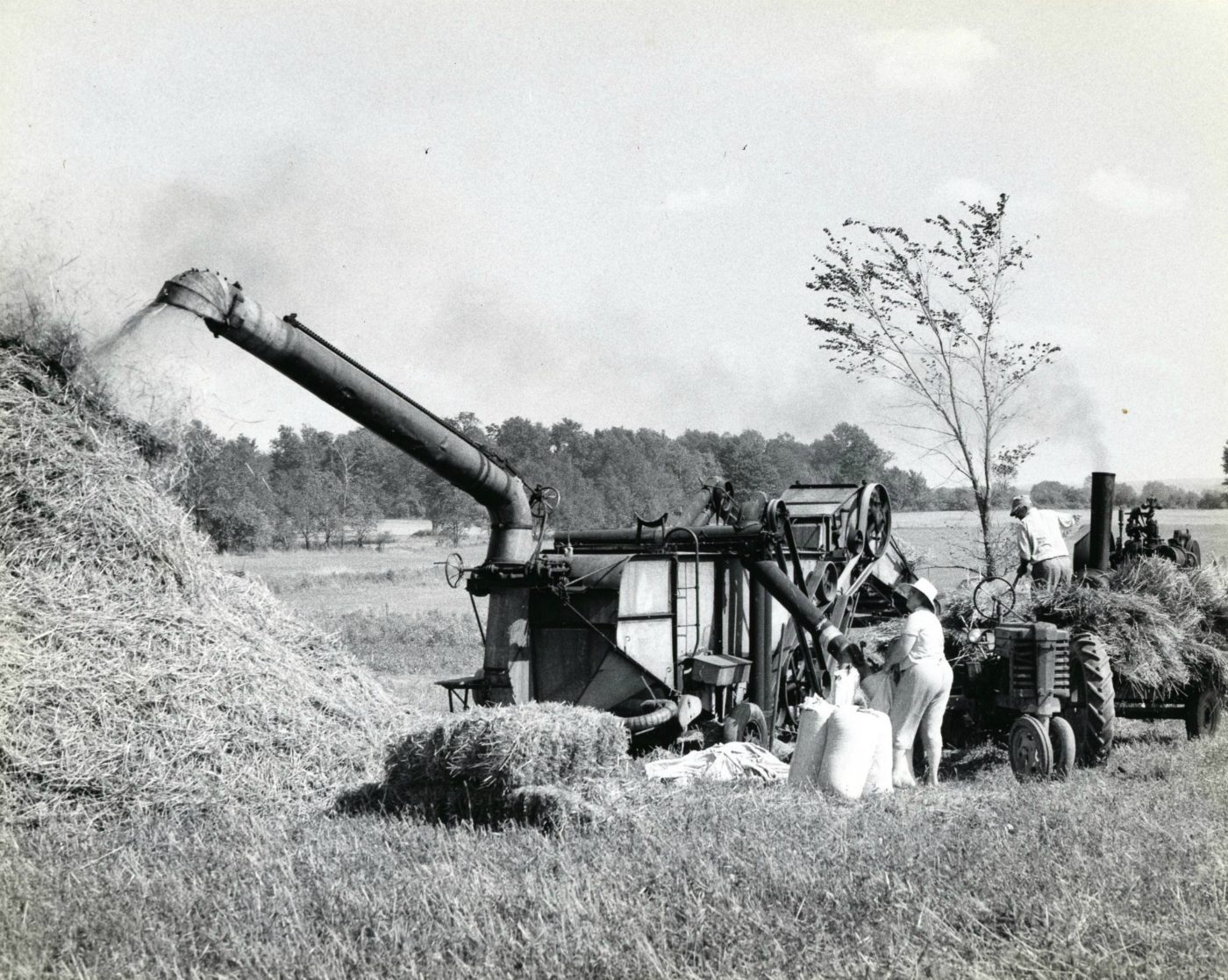 Threshing oats with steam powered machinery near Watertown