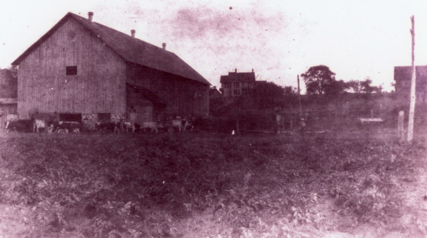cows-at-the-homestead-of-jerden-falls-tannery-owner-in-the-town-of-diana