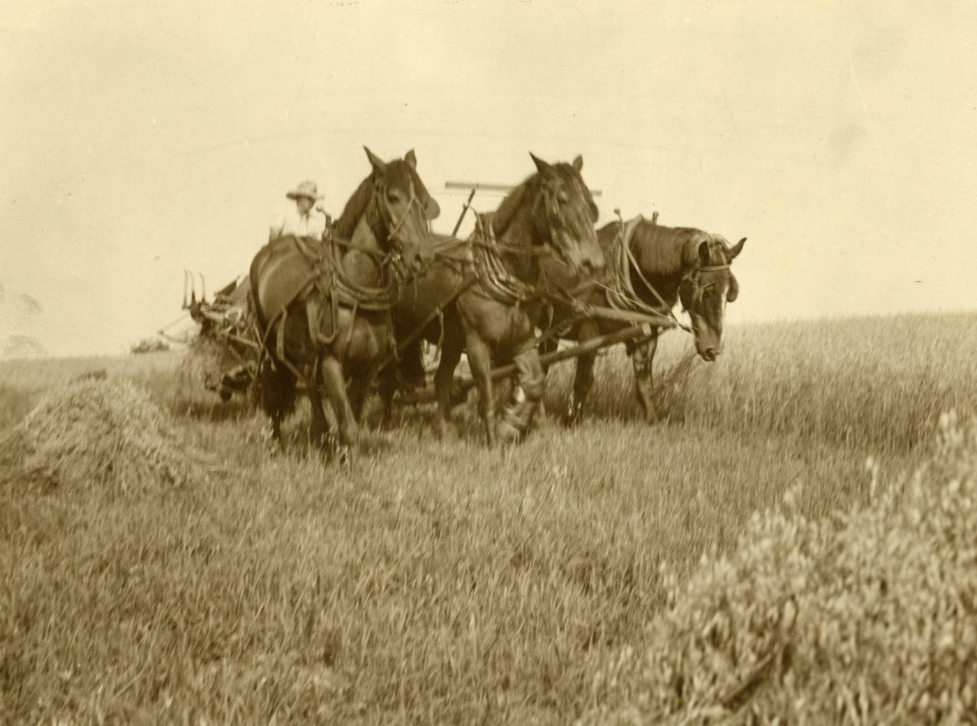 Harvesting grain in Essex County