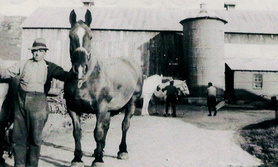 Horse dealer and horses in Harrisville