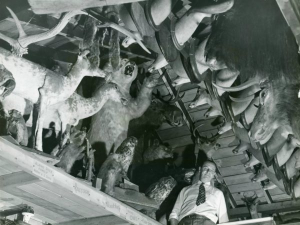 Taxidermy animals inside the Trading Post in Eagle Bay