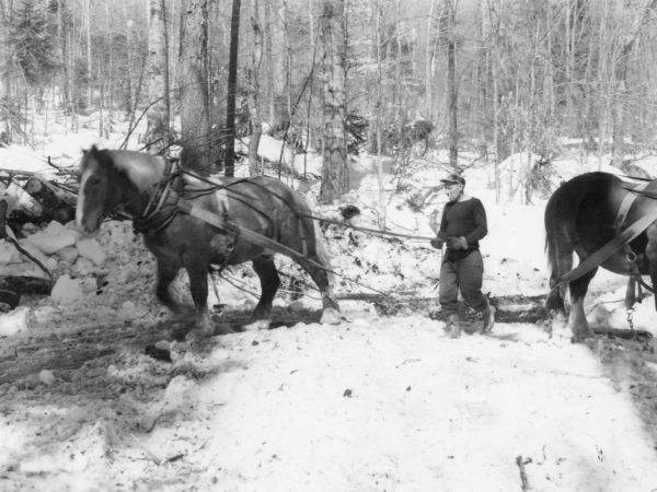 Skidding logs with horse for Clarence J. Strife’s logging operation in the Town of Webb