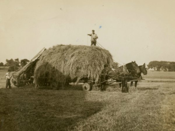 Cutting loose hay in the Town of De Kalb