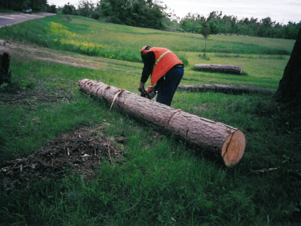 Trimming trees damaged in the 1998 ice storm in Canton