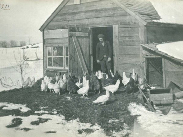 Boy cares for hens in W.E. Church’s Hennery in Canton