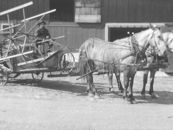 Glenn Aldrich driving a grain binder in transport position in Canton