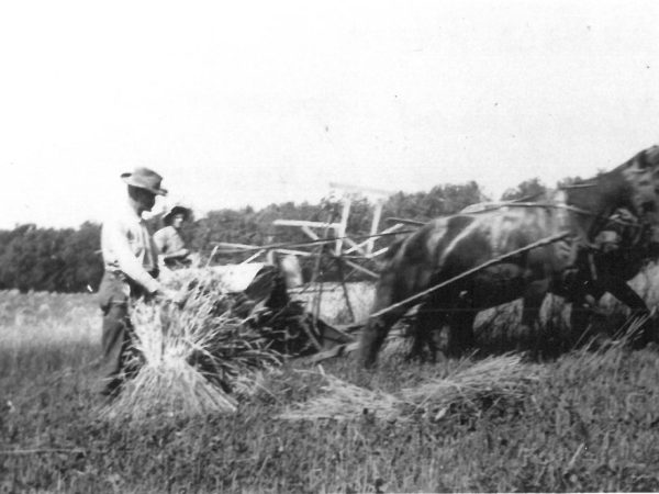 Reaping grain on the Wallace Farm in Canton