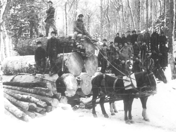 Group of loggers in the woods of Fine