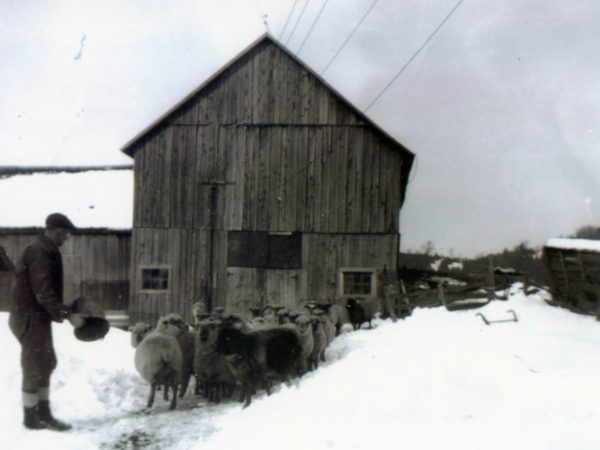 Farmer with flock of sheep in winter in Hermon