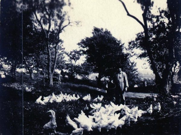 Man feeding poultry on the Walrath Farm in Hermon