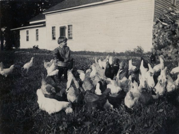 Kellogg Morgan feeding chickens in Hermon