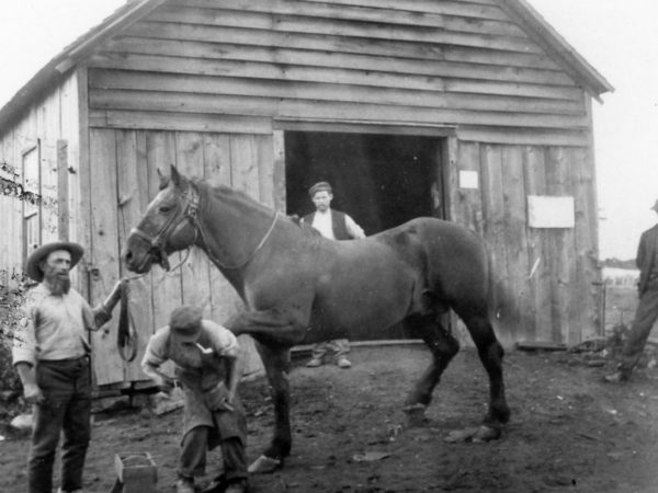 Farrier shoeing a horse in Hammond