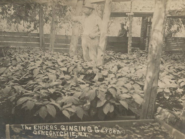 The Enders Ginseng Garden in Oswegatchie