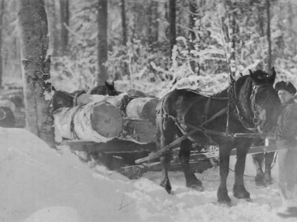 Hauling hardwood logs to the railroad at Brandy Brook in Cranberry Lake