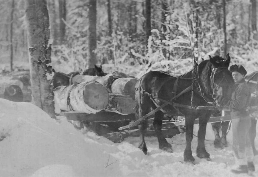 Logging sleigh in Colton