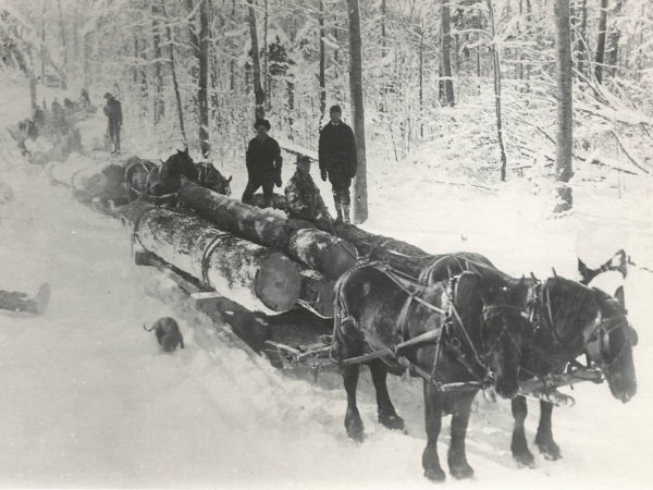 Four bobsleds hauling logs to the railroad at Brandy Brook in Cranberry Lake