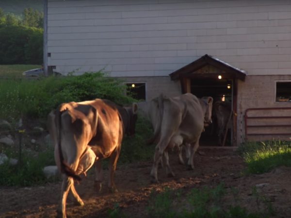 Bringing the cows in at the Sugar House Creamery barn in Upper Jay