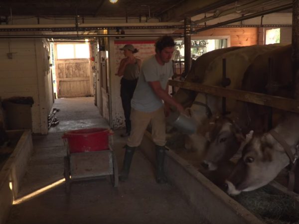 Feeding cows in the Sugar House Creamery barn in Upper Jay