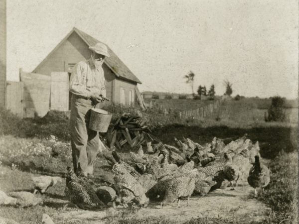 Grandpa Matteson feeding chickens on a homestead in Hermon