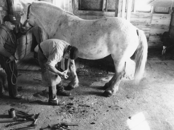 Farrier Bill Balling trimming the hooves of a draft horse in Waddington