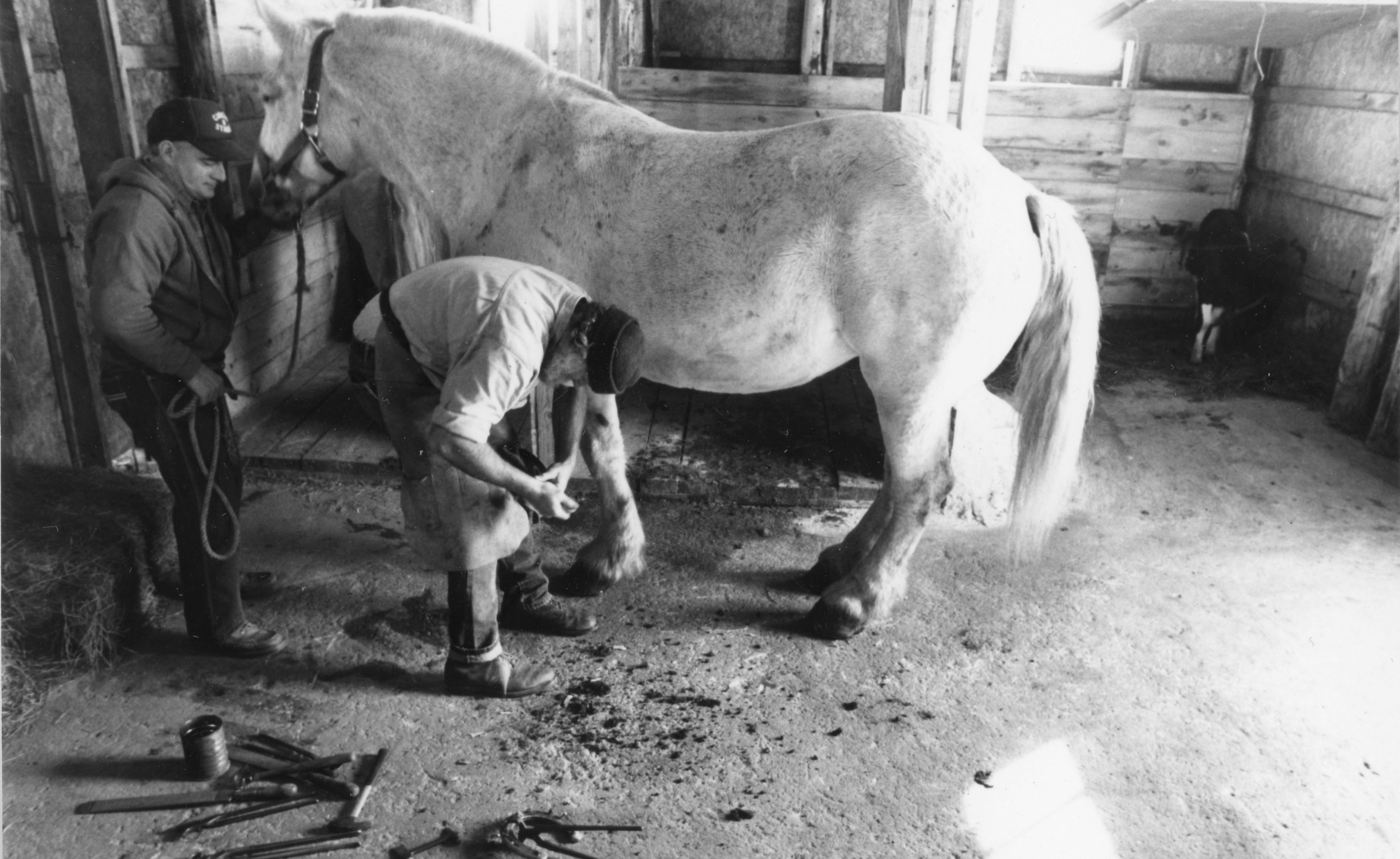 Farrier Bill Balling trimming the hooves of a draft horse in Waddington
