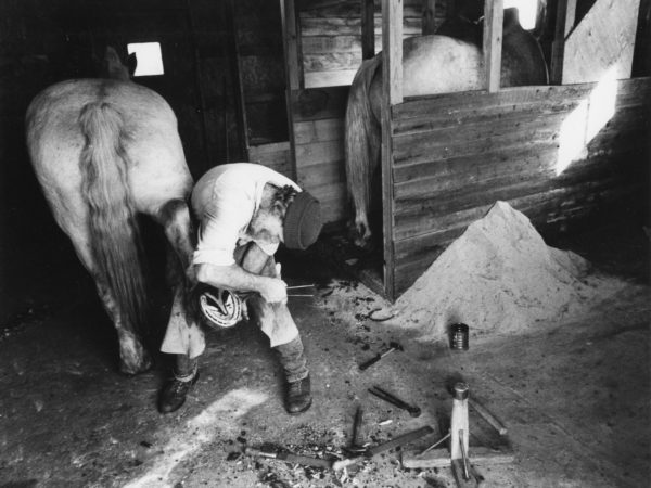 Farrier Bill Balling works on a draft horse in Waddington