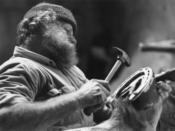 Farrier Bill Balling shoeing a draft horse in Waddington