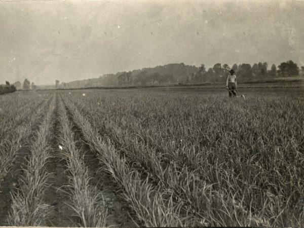 Man weeding onions on vegetable farm in Hermon