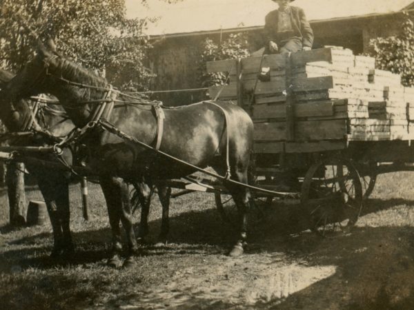 Farmer driving horse-drawn wagon of boxed produce in Hermon