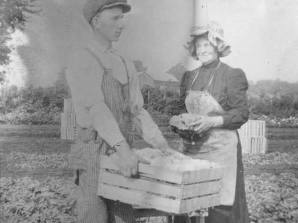 : Picking cabbages on a farm in Hermon