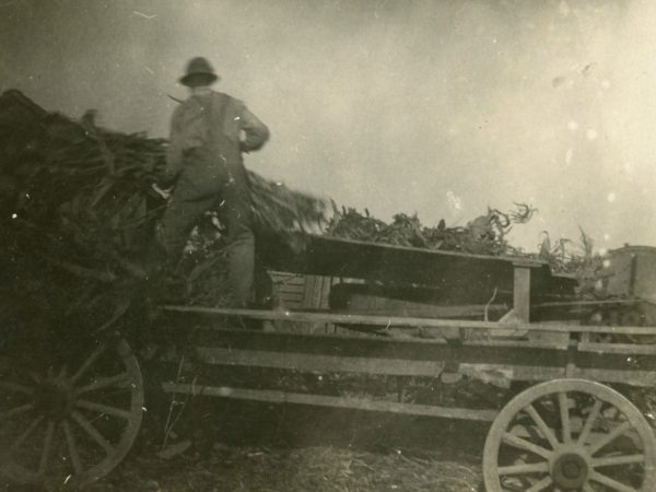 Unloading bundles of corn into cutter in Hermon