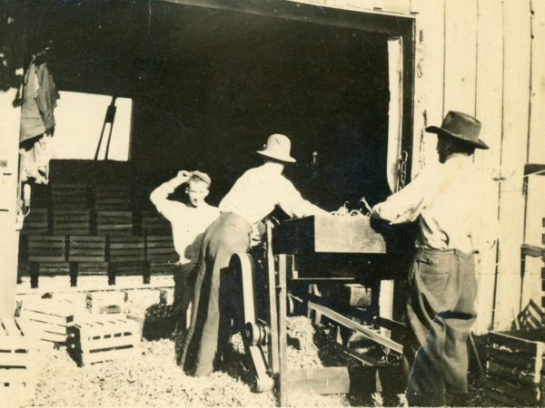 Processing onions for market in Hermon