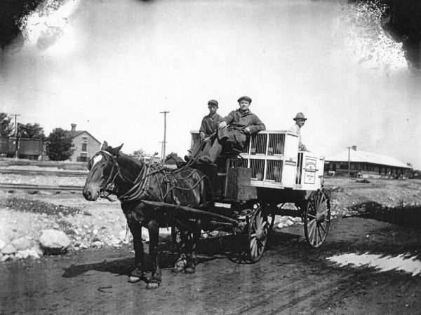 Transporting chickens to Central Meat and Grocery Market in Potsdam