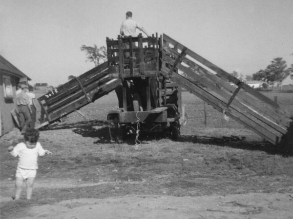 Stewart Cuthbert on top of a sheep chute in Hammond