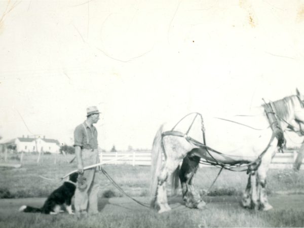 Ed Buchanan with team of Percheron horses in Hammond