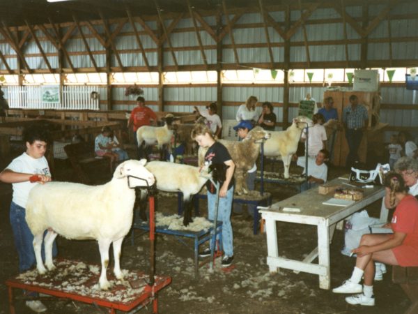 Children compete in a 4-H sheep grooming competition at the Gouverneur Fair