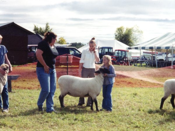 Judging sheep at the Hammond Fair in Hammond