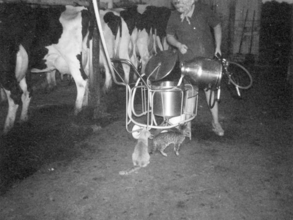 Pouring milk into the dumping station in Hammond