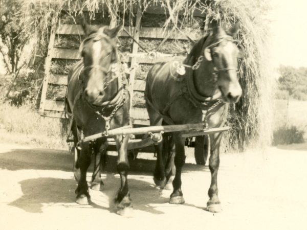 Hauling hay on the McGregor Farm in Hammond