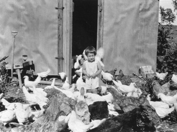 Toddler feeds chickens at Hollister farm in Hammond