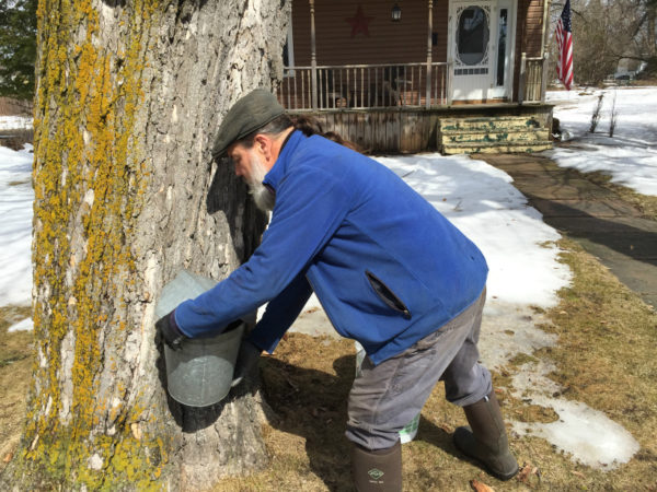 Michael Greer collecting sap in front of a house in downtown Potsdam