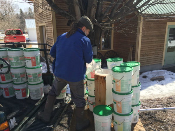 Michael Greer filtering maple sap in Potsdam