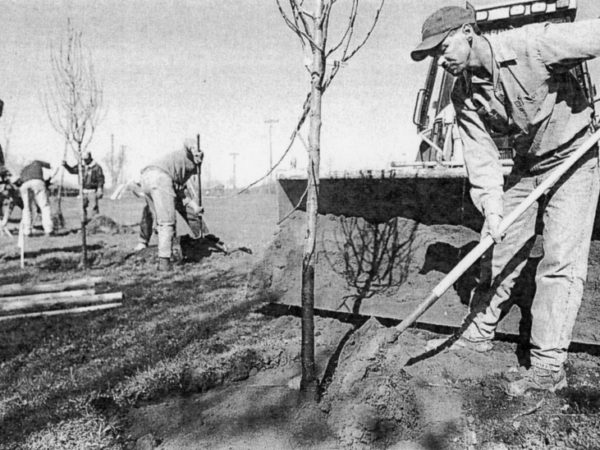 Public Works employees plant trees in Dexter