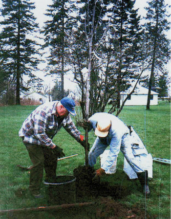 Volunteers plant a tree in Rensselaer Falls