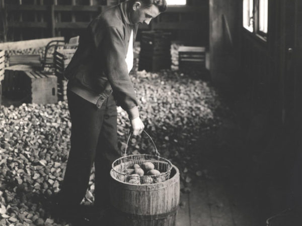 Man sorts potatoes in a barn at Canton ATC in Canton