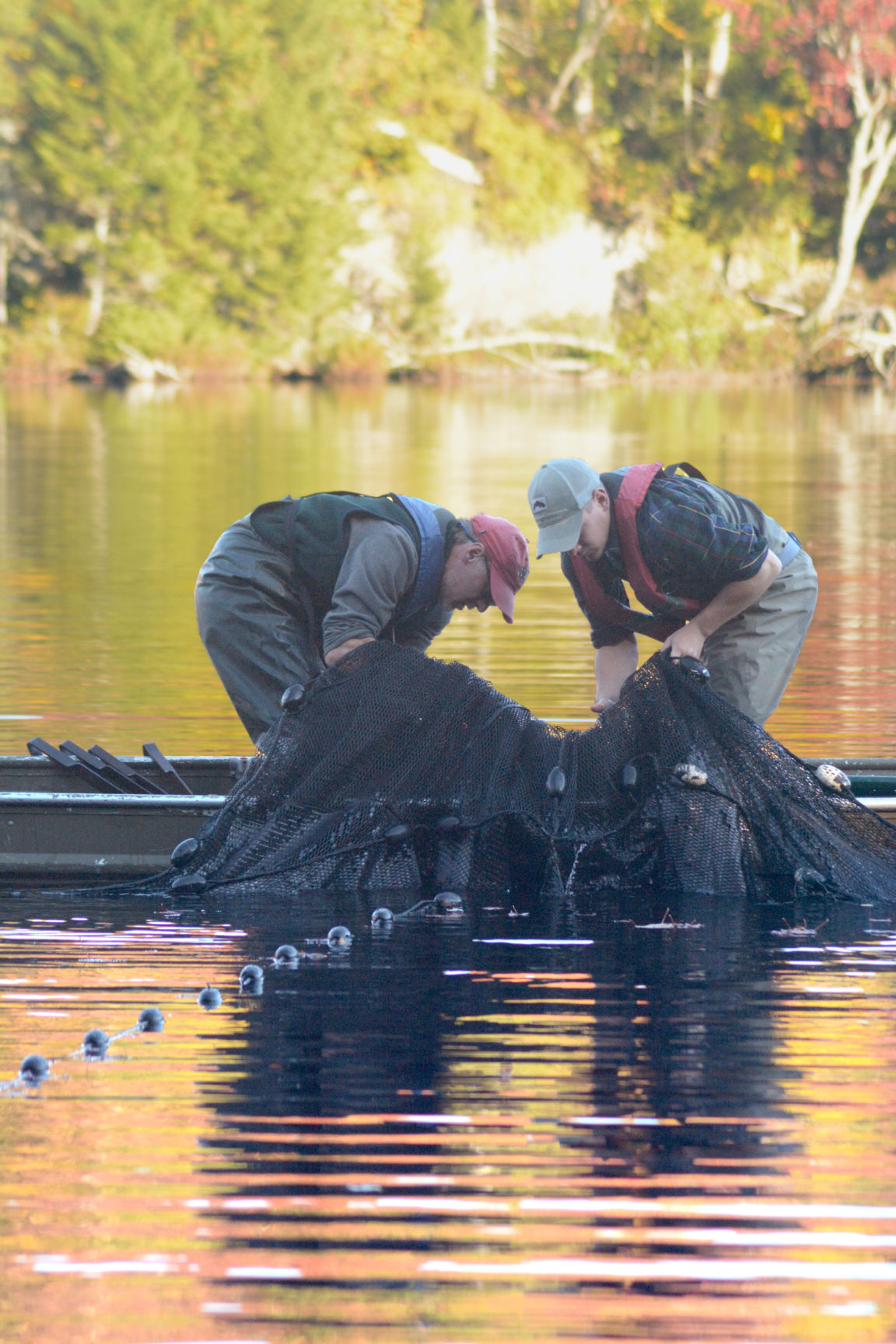 Men tending a trap net to monitor trout population in Old