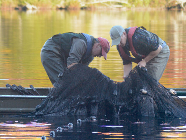 Men tending a trap net to monitor trout population in Old Forge